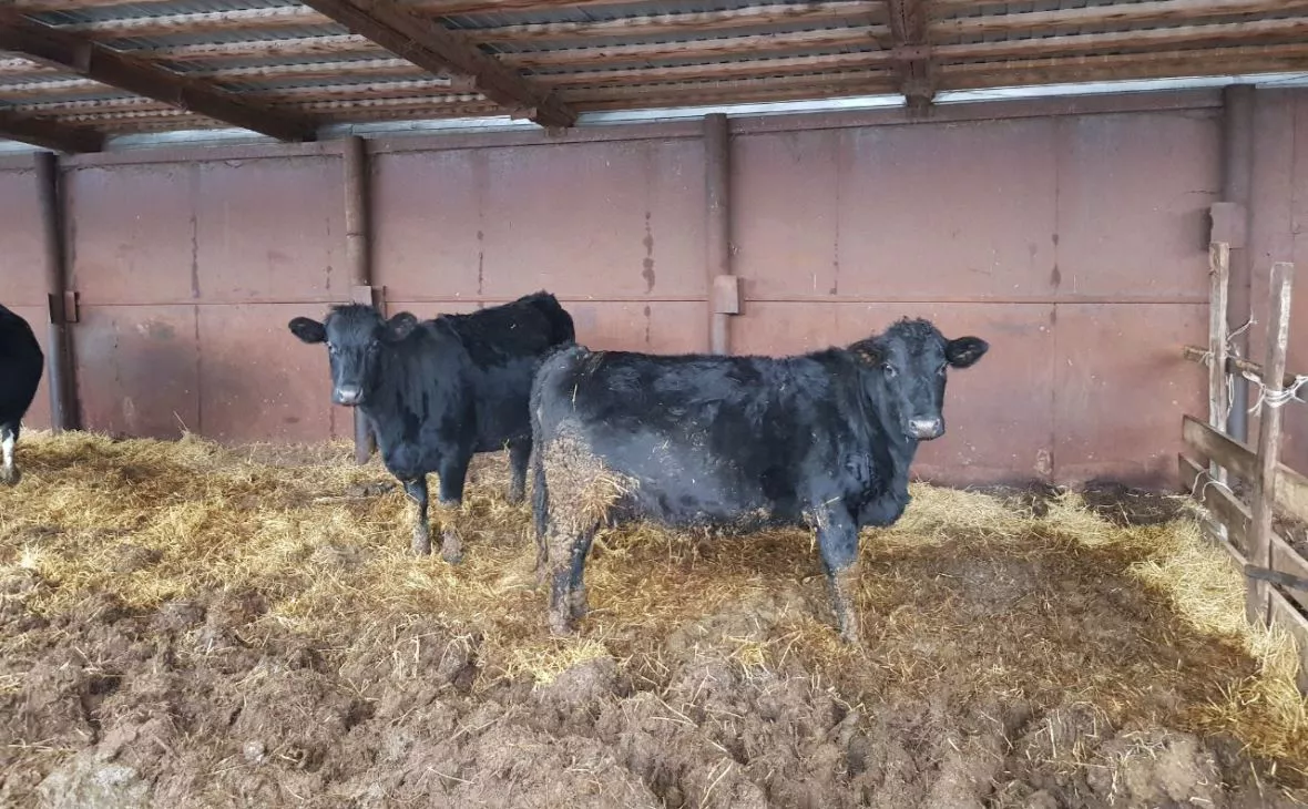 РБК Черноземье