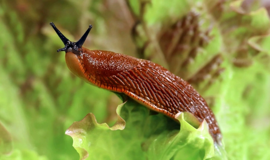 MakroBetz / Shutterstock / FOTODOM