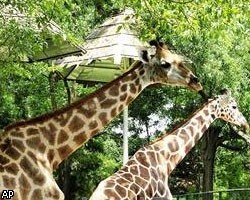 Жираф из Берлина в четвертый раз остался без хвоста 