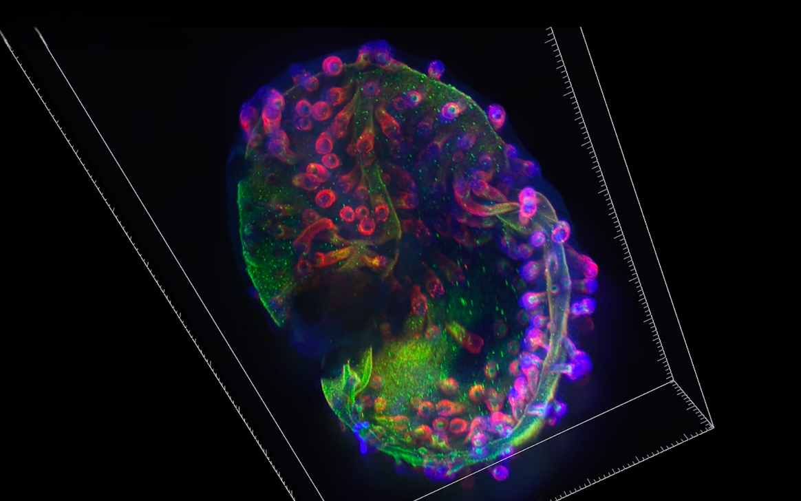 3D-модель кожи