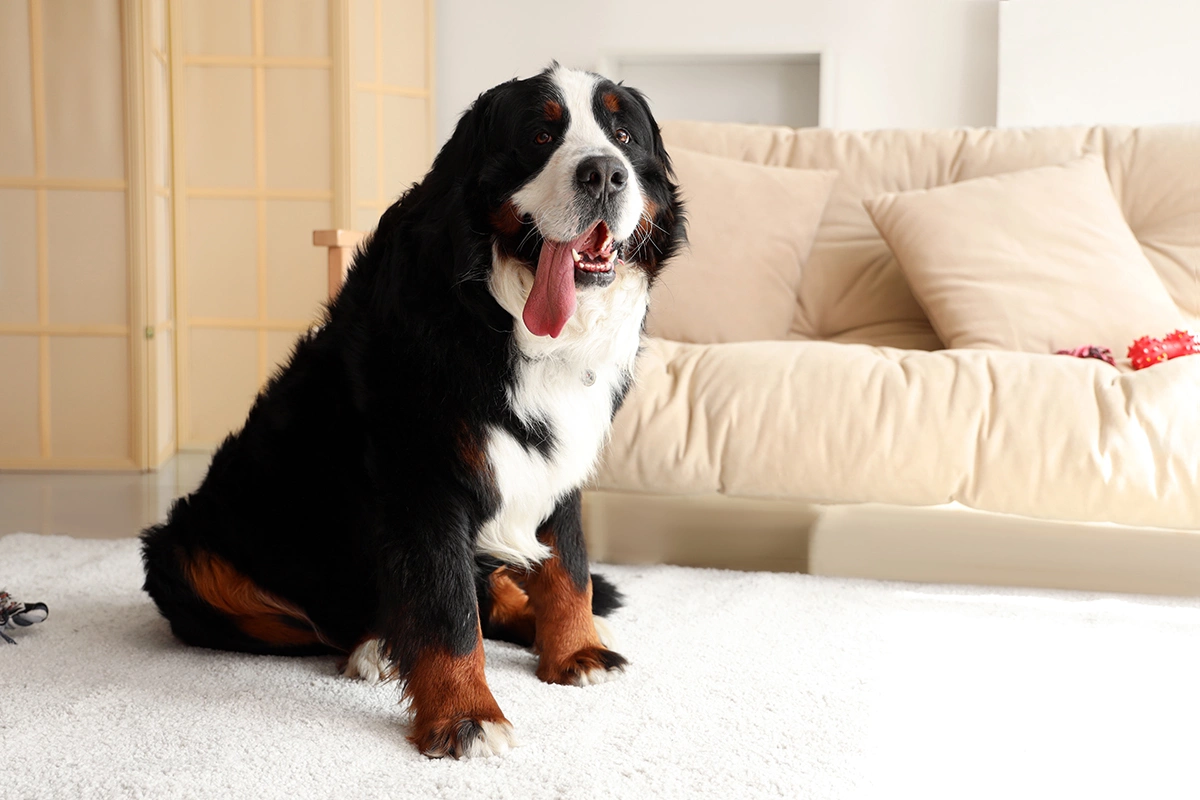 Бернский зенненхунд