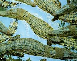 Индийским крокодилам прописали целибат