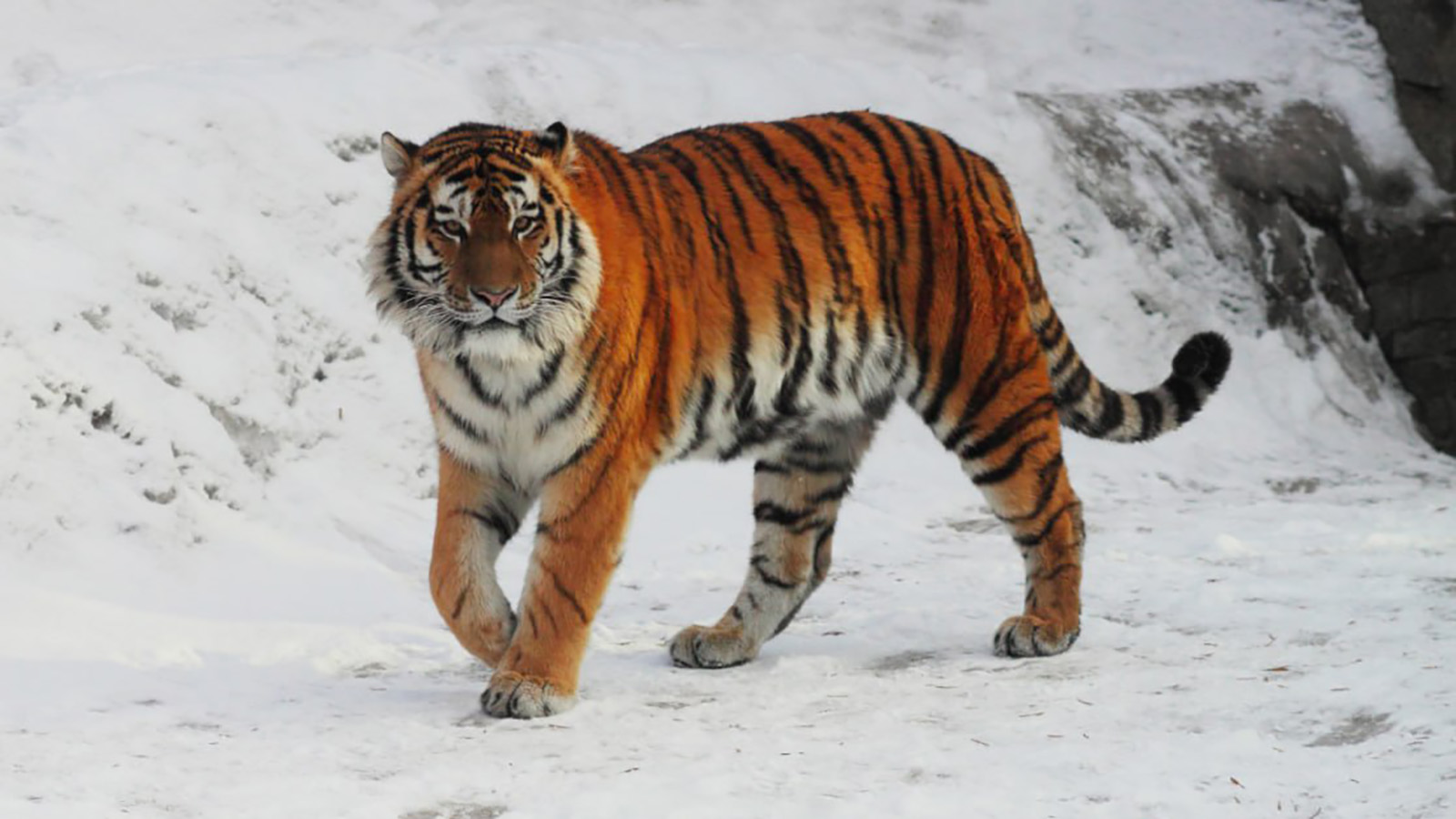 Амурский тигр Амадей