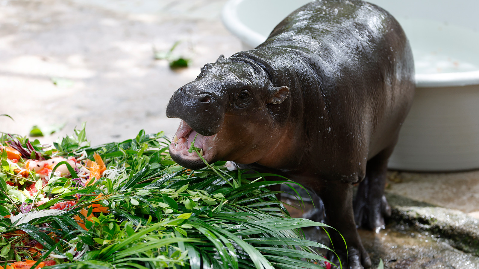 Карликовый бегемот Му-Денг из зоопарка Khao Kheow