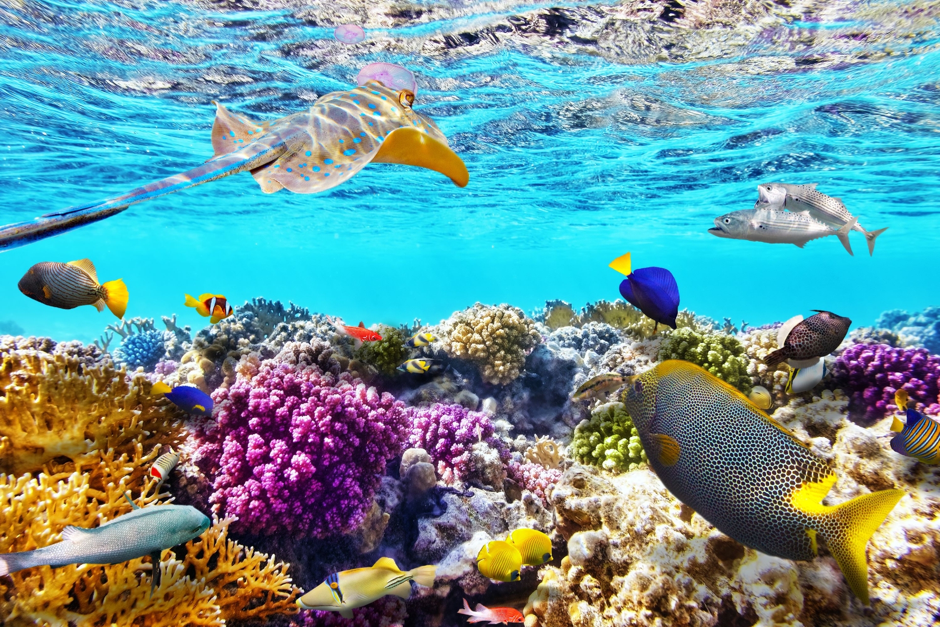 Подводный мир&nbsp; (ANI Private Resort Anguilla)