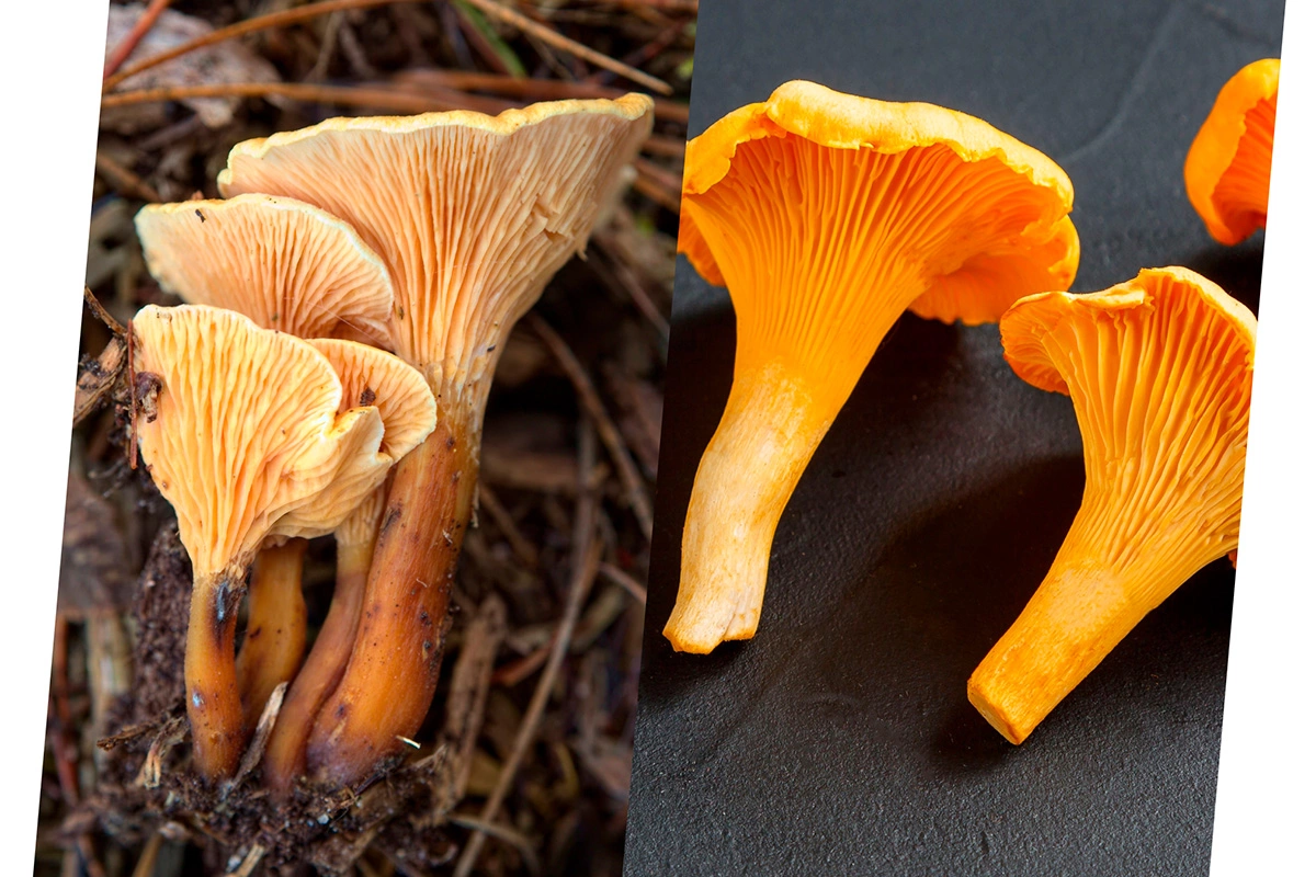 Говорушка (Hygrophoropsis aurantiaca) и Лисичка (Cantharéllus)