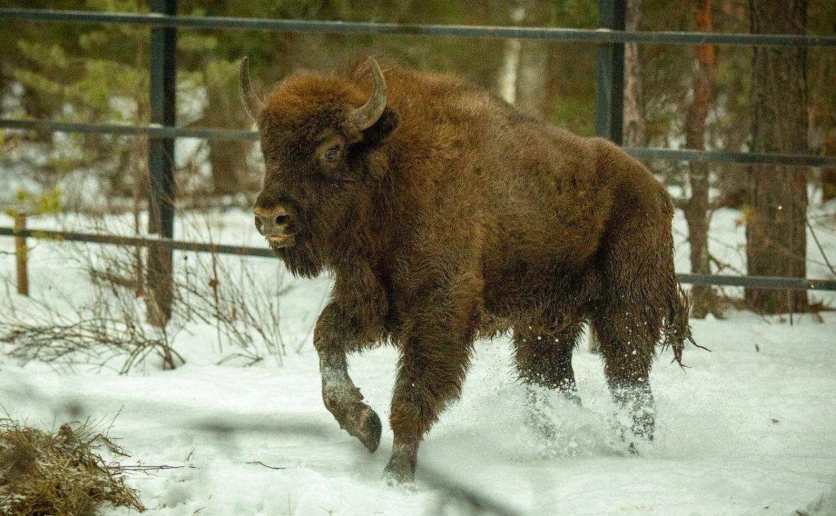 Анатолий Ермоленко