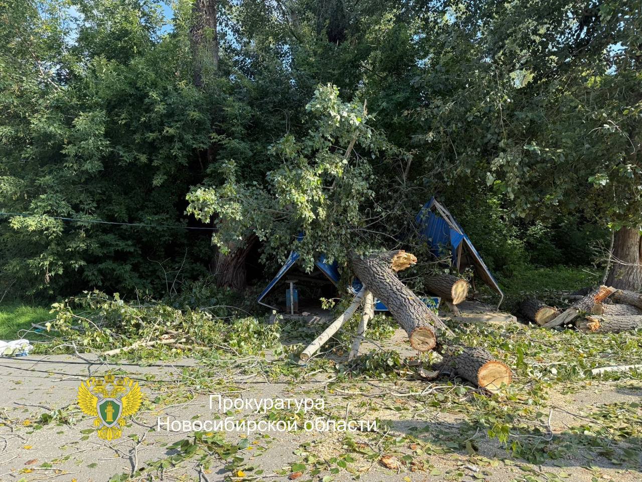 После падения дерева в Новосибирске госпитализировали двоих пострадавших