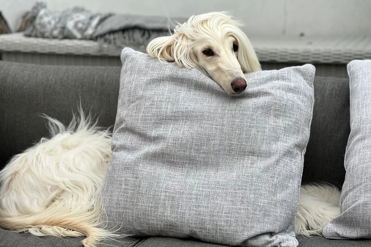 Афганская борзая