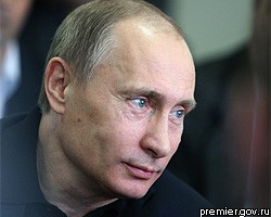 Петербуржцы подарили земляку В.Путину сосну