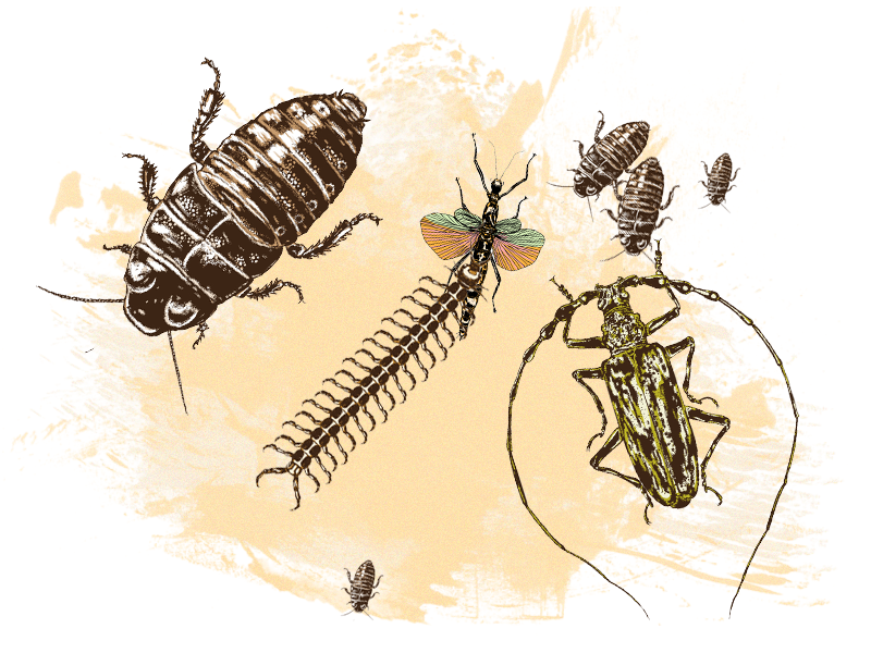 Зачем на Западе едят насекомых и почему считают, что это полезно