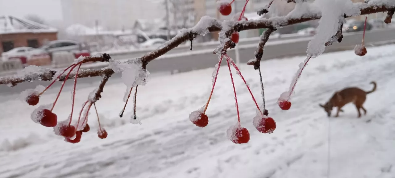 Светлана Садырина