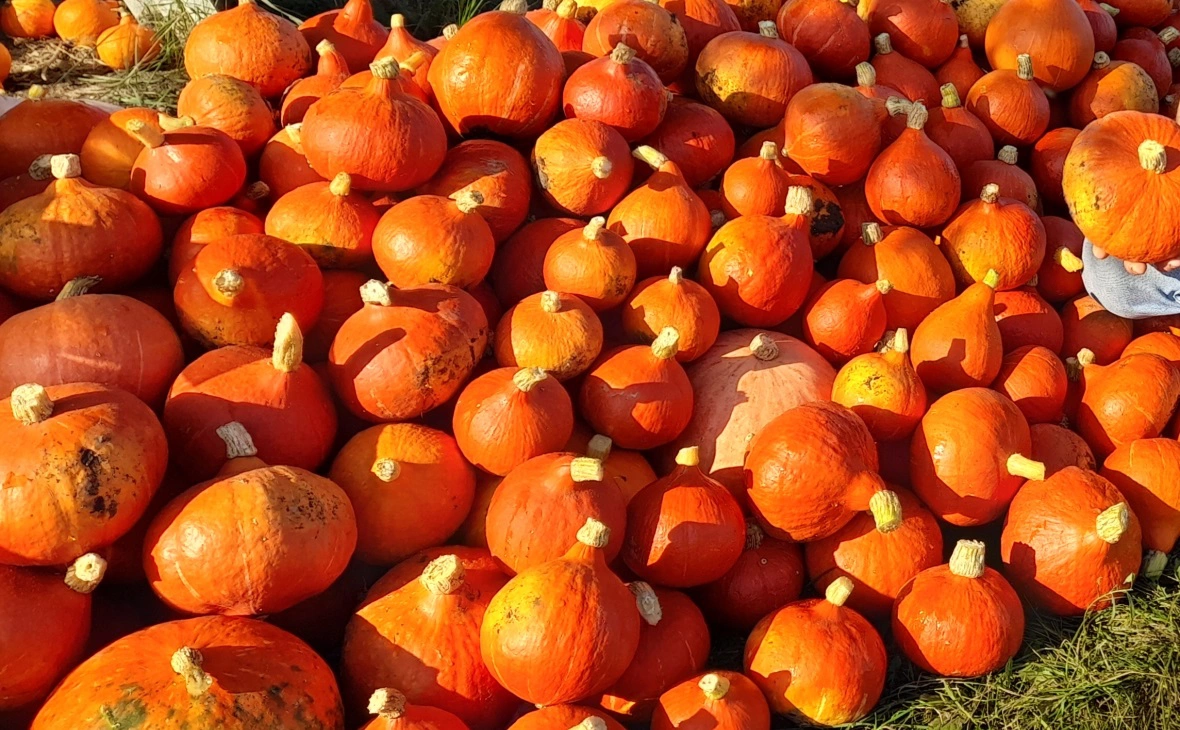 РБК Черноземье