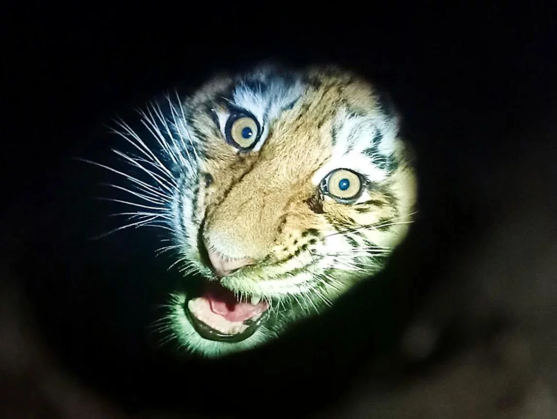 Центр "Амурский тигр"