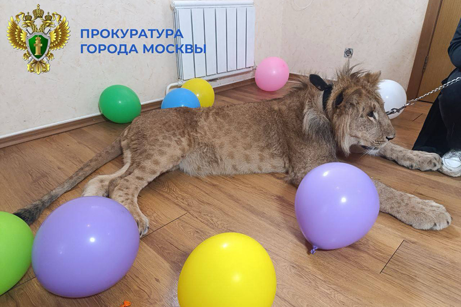 Фото: moscowproc / Telegram