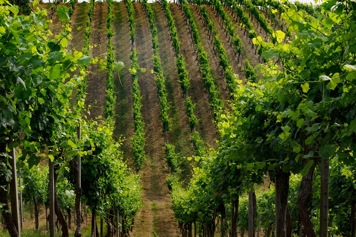 За 46 лет площадь виноградников Испании сократилась на 46%