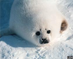 В Белом море спасают гренландских тюленей