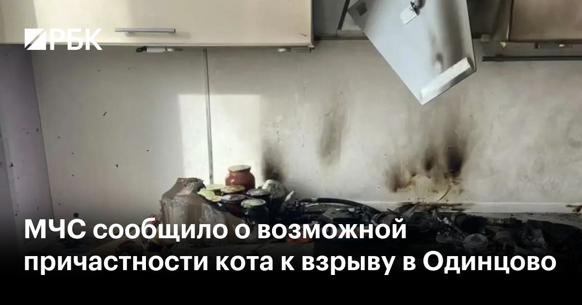 МЧС сообщило о возможной причастности кота к взрыву в Одинцово