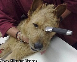Выжившая после ранения в голову собака удивила врачей