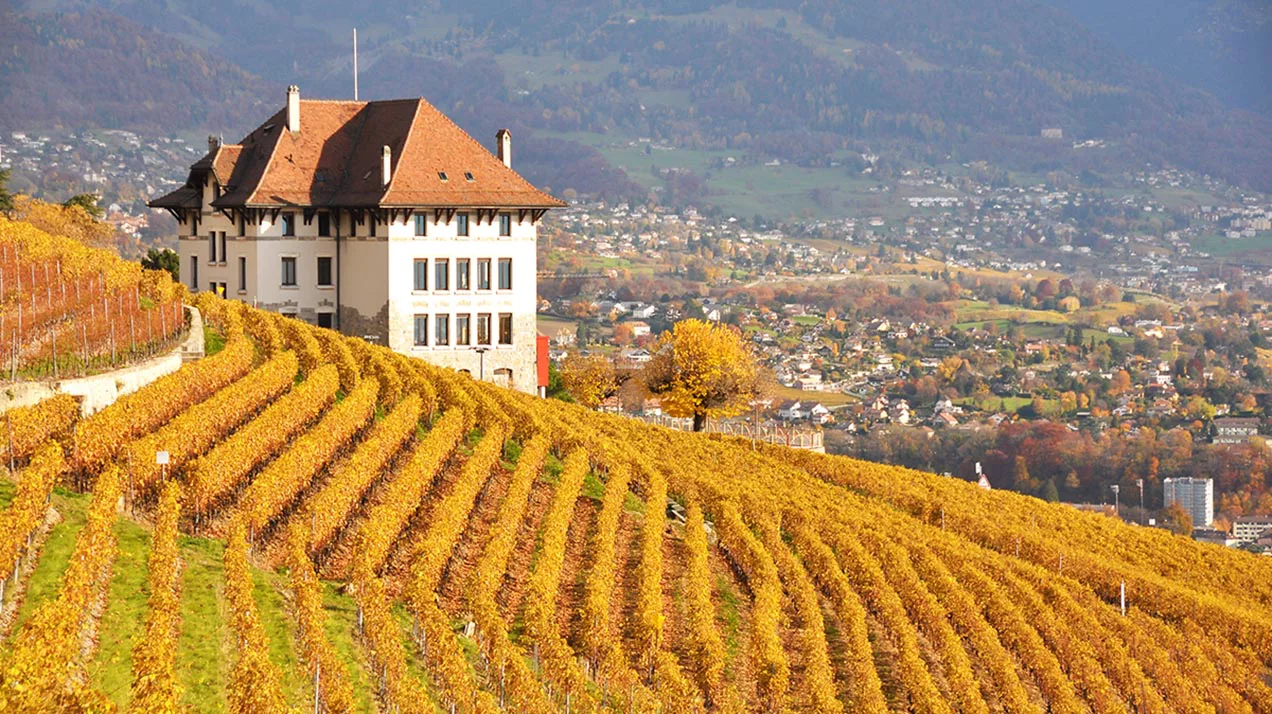 Дума одобрила проект о строительстве гостиниц на виноградниках