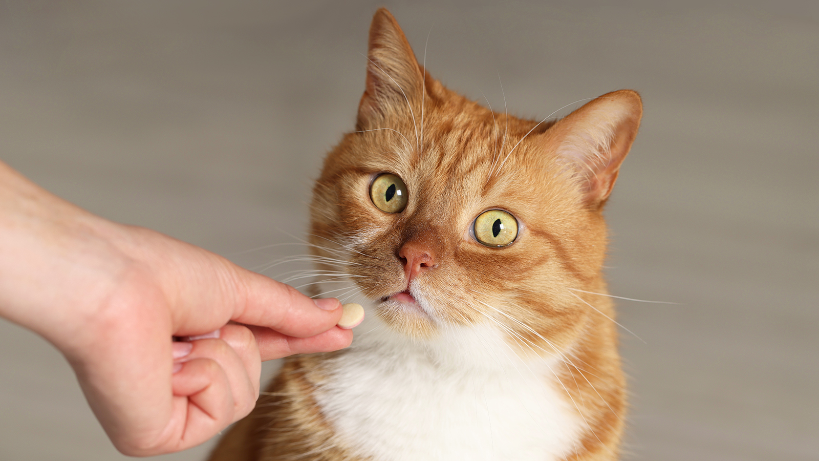 Кошки, которые выходят из дома, охотятся на грызунов и птиц или питаются сырым мясом, находятся в группе повышенного риска