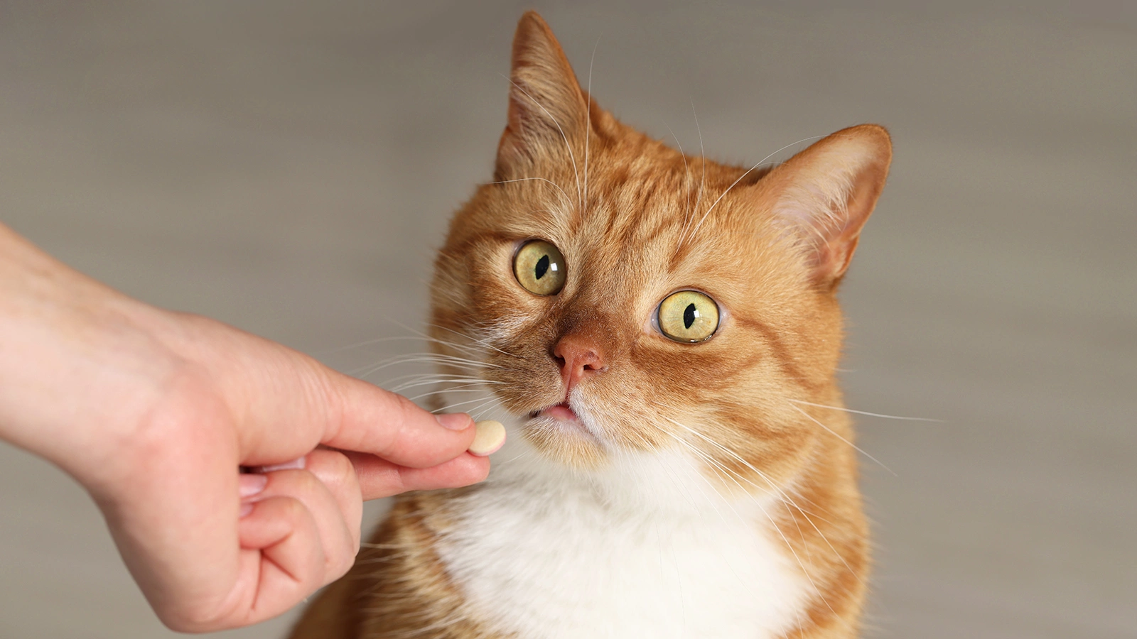 Кошки, которые выходят из дома, охотятся на грызунов и птиц или питаются сырым мясом, находятся в группе повышенного риска