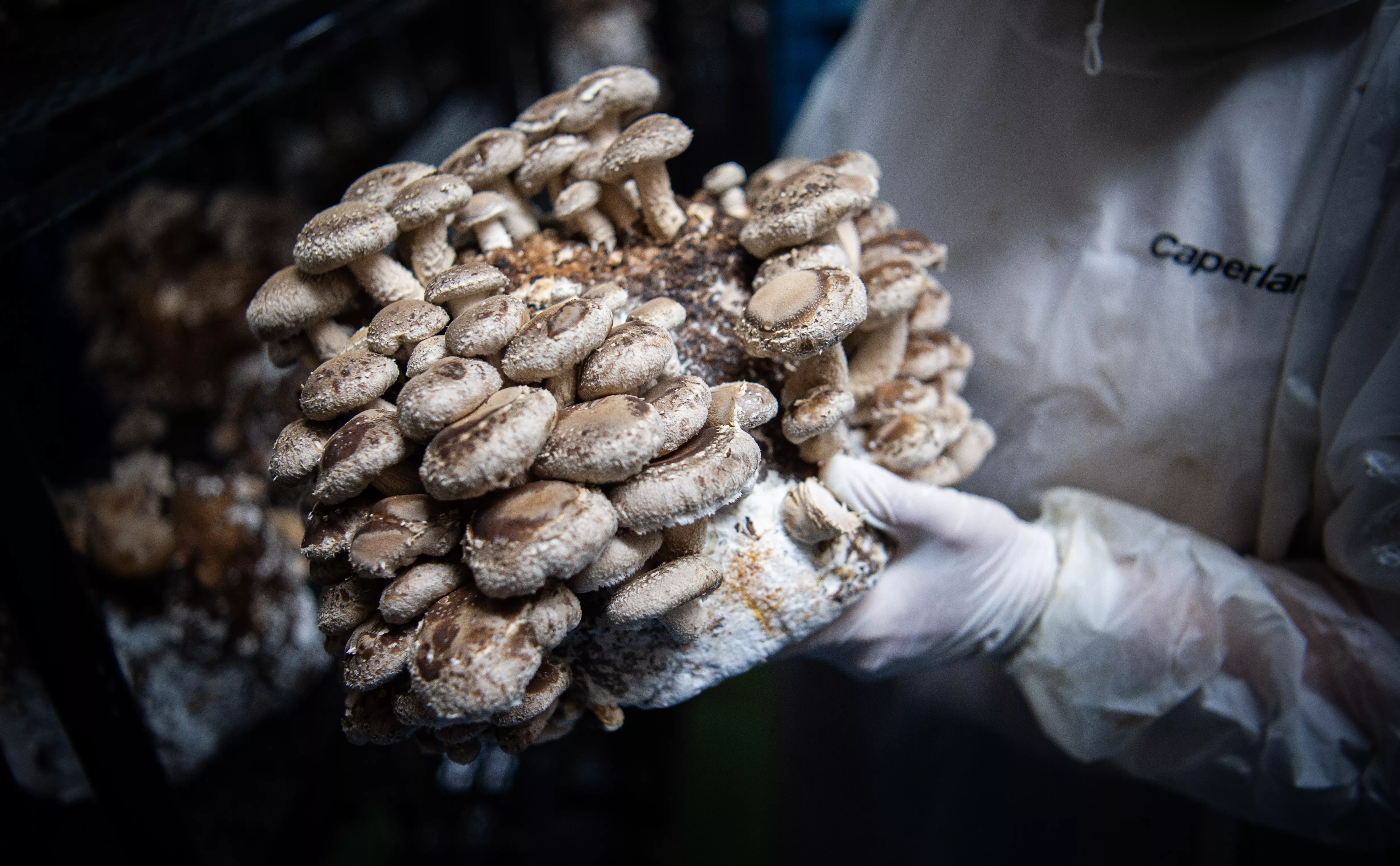 Arne Immanuel Bänsch/ dpa/ Global Look Press