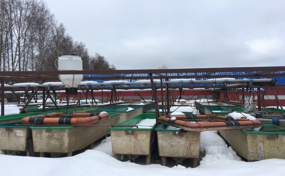 Рыбоводный завод по выращиванию мальков сига