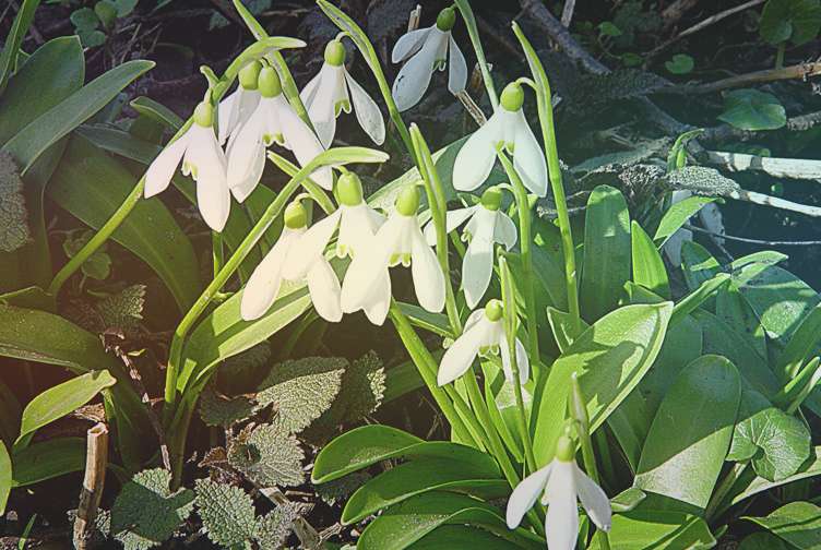 Подснежник широколистный (лат. Galanthus Platyphyllus)