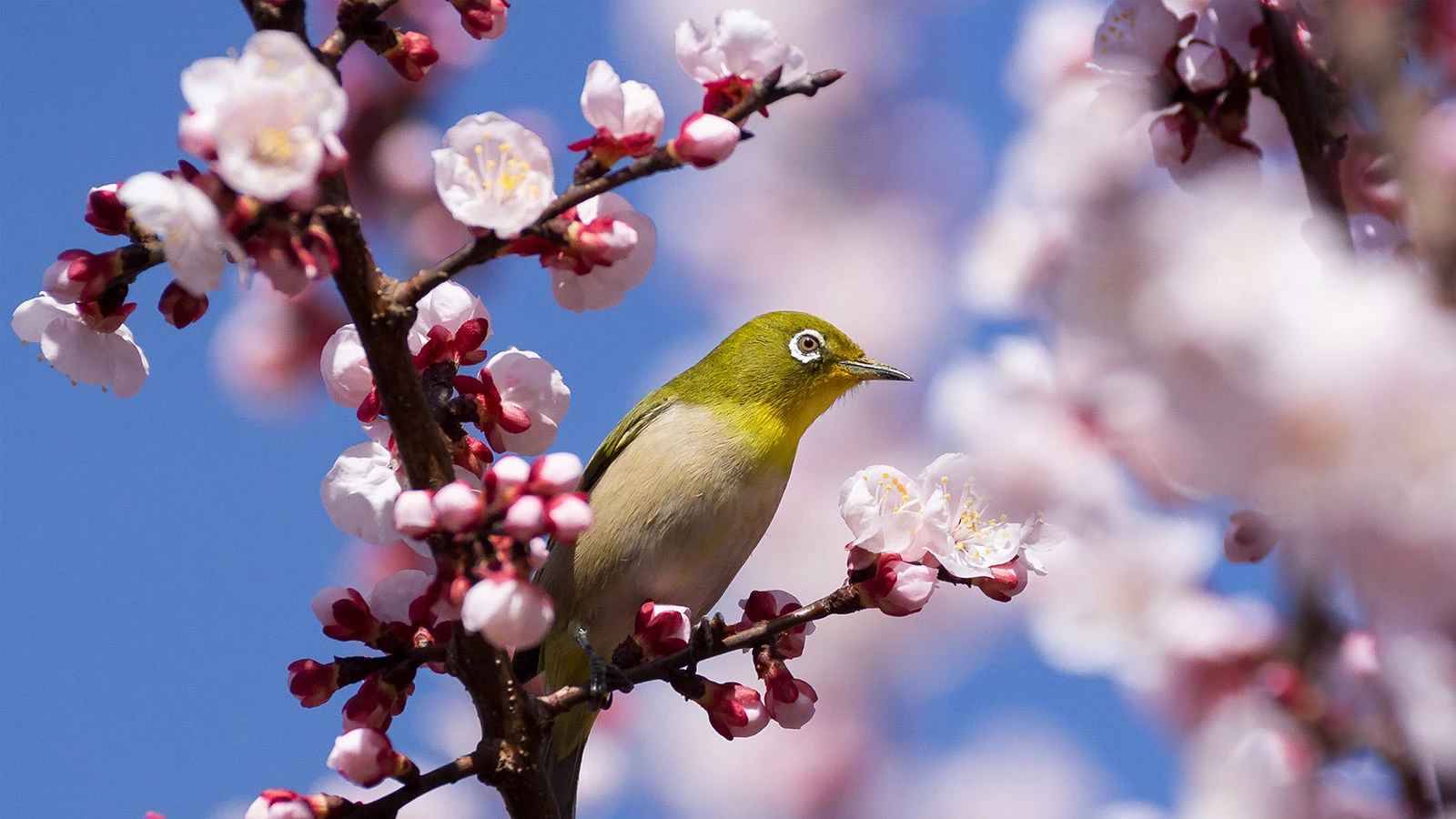 В Японии начался сезон цветения сакуры. Фотогалерея