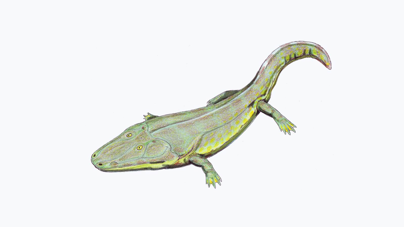 <p>На изображении циклотозавр&nbsp;&mdash; вымершее позднетриасовое земноводное из группы темноспондилов. Относится к отряду капитозавров, семейство Cyclotosauridae</p>