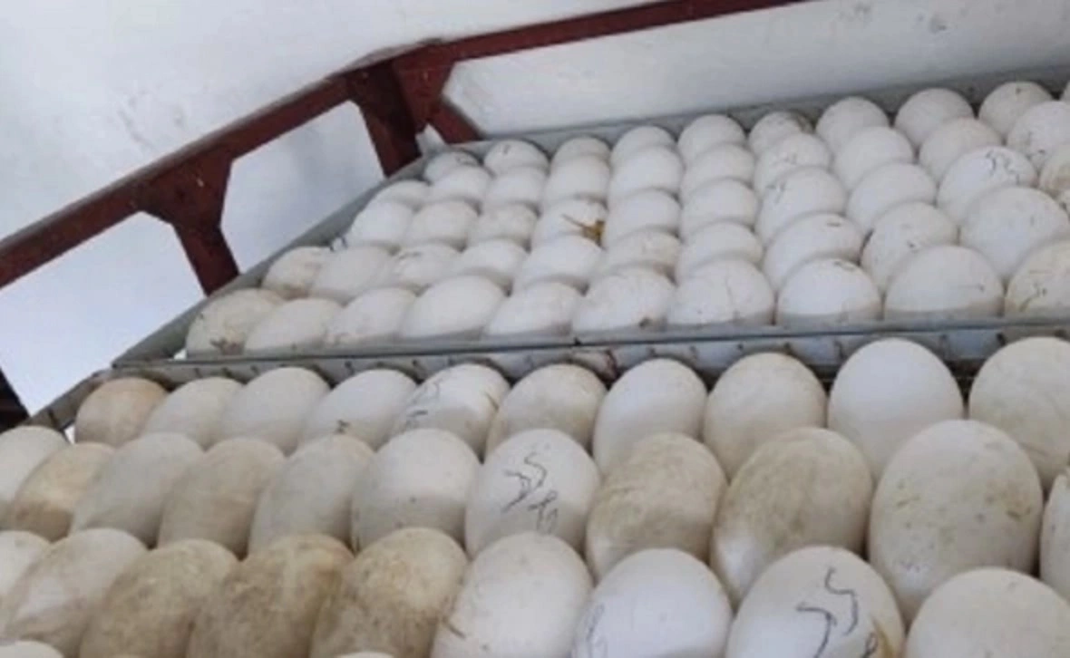 Россельхознадзор