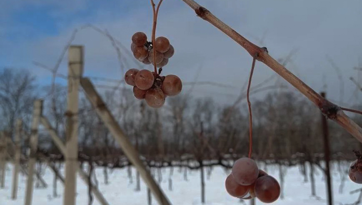 «100% плюс для виноградника»: российские виноделы — о пользе снегопадов