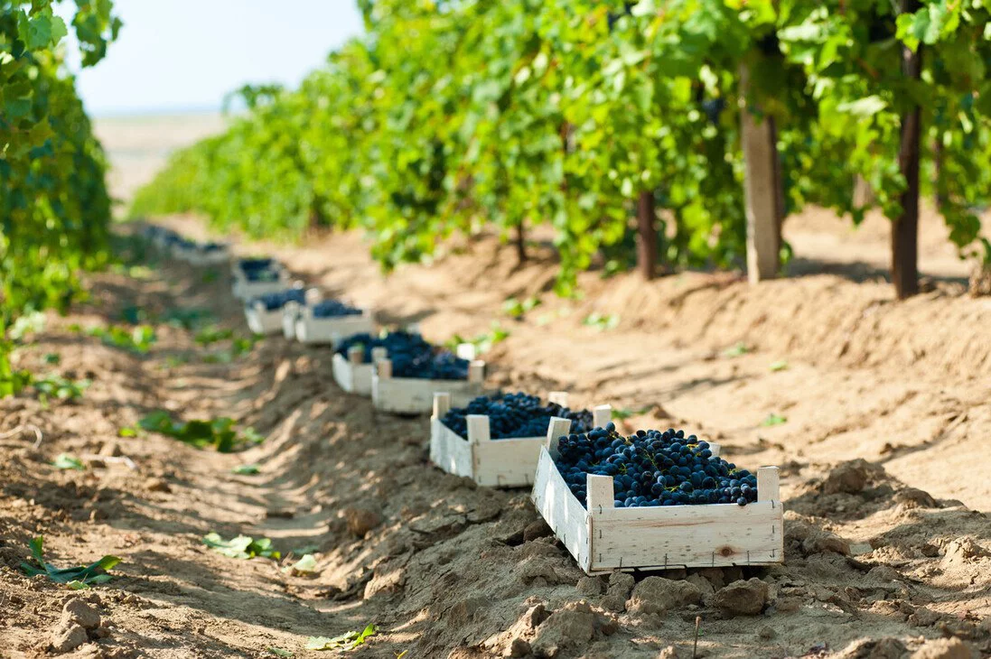 пресс-служба «Кубань-Вино»