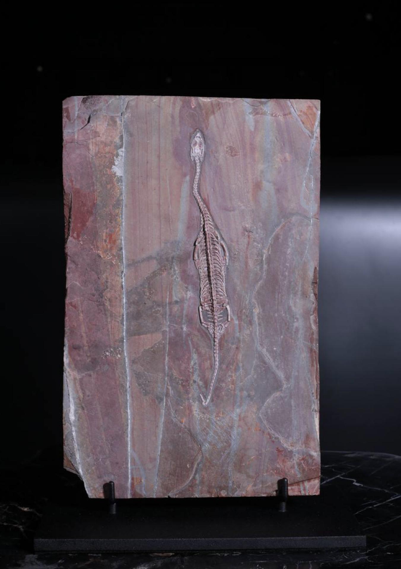 Окаменелости из коллекции&nbsp;Никиты Цаплина