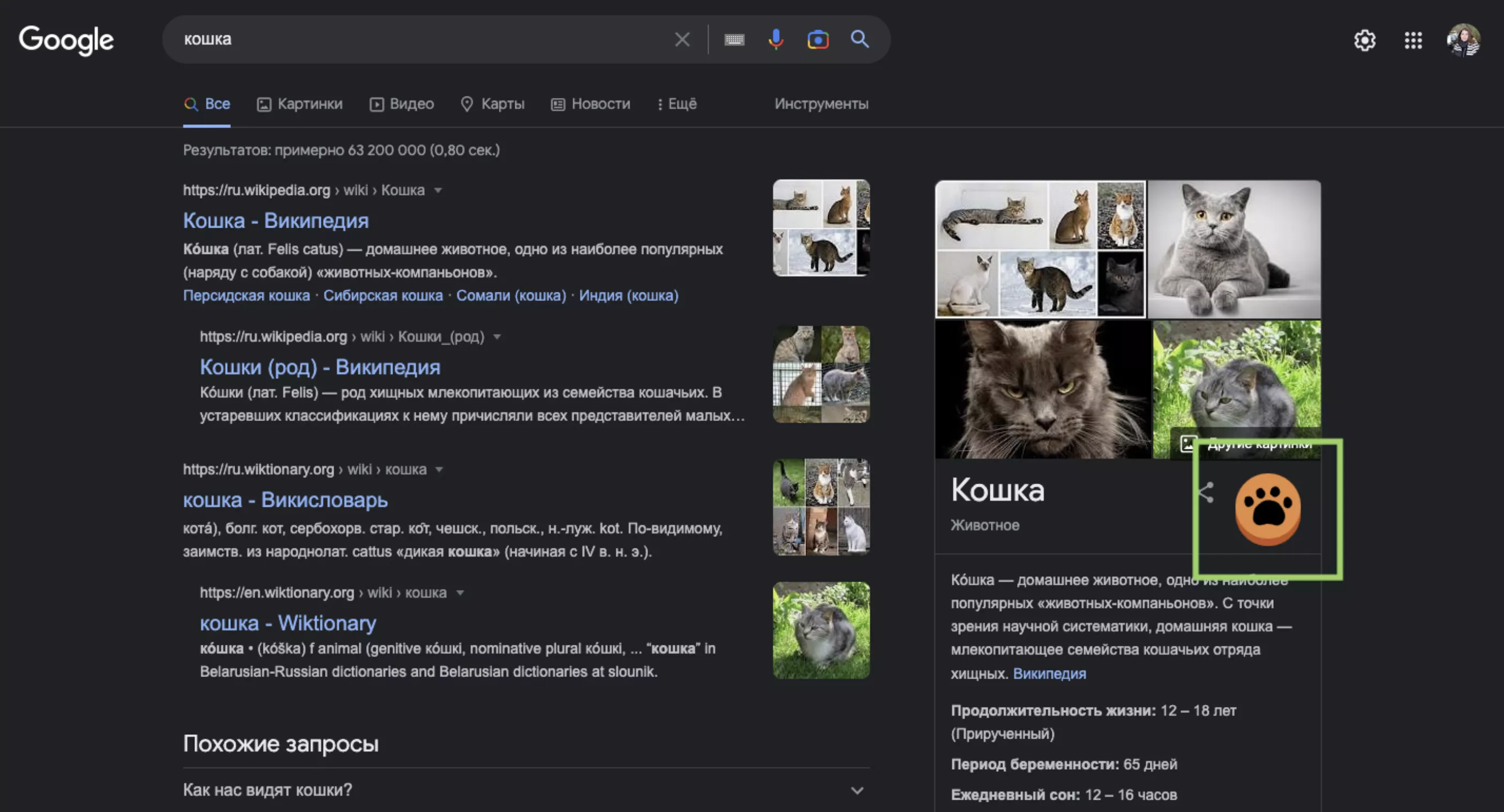 Пасхалка &laquo;Кошка&raquo; в Google