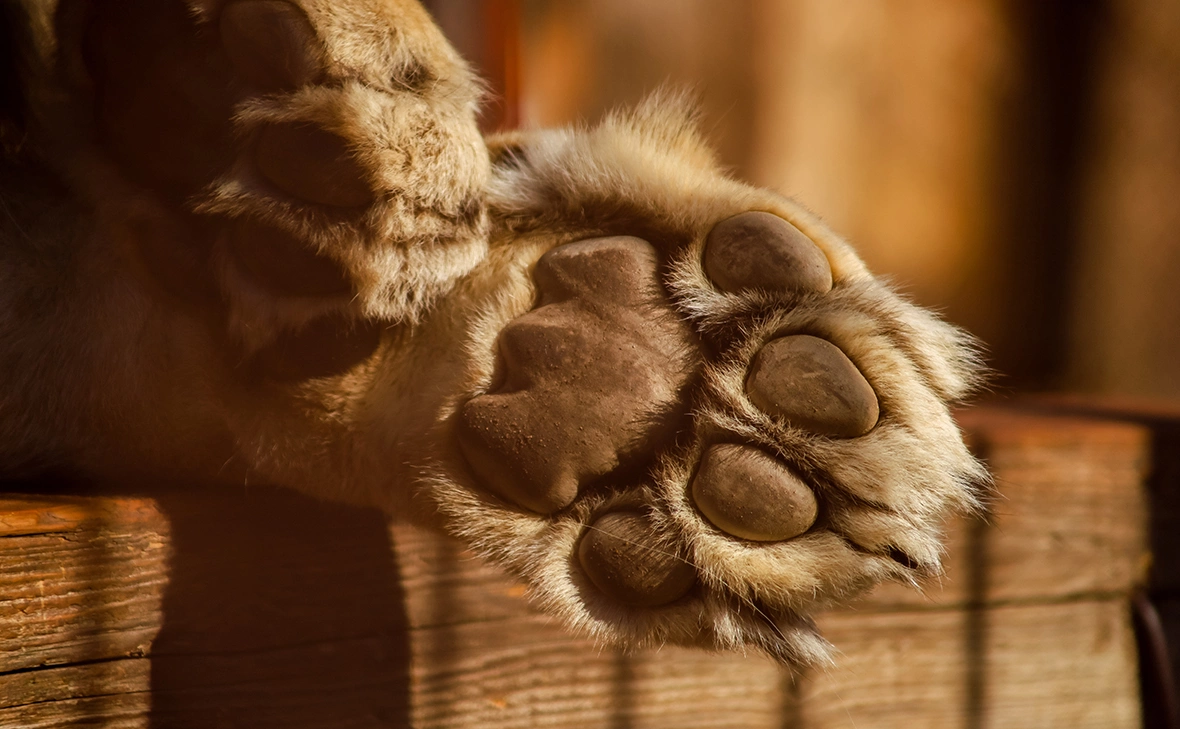 Елена Майорова / Global Look Press