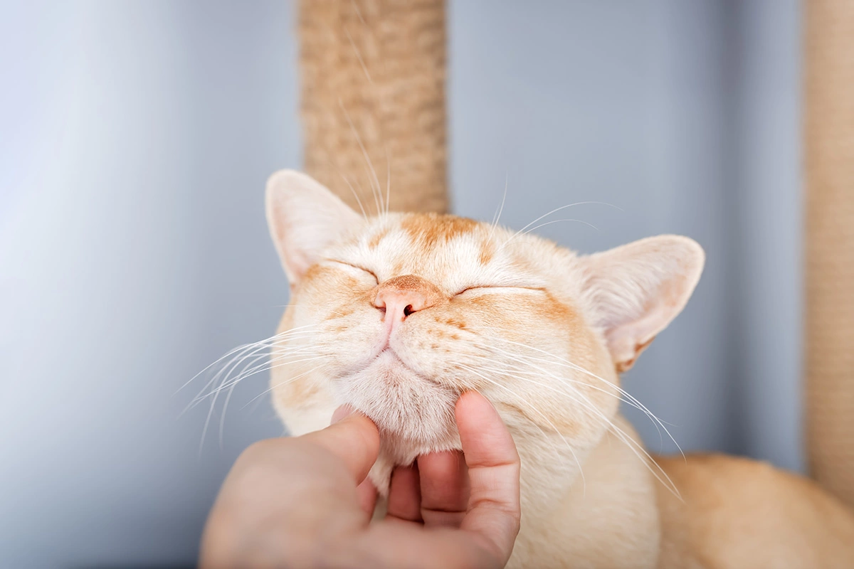 Бирманская кошка