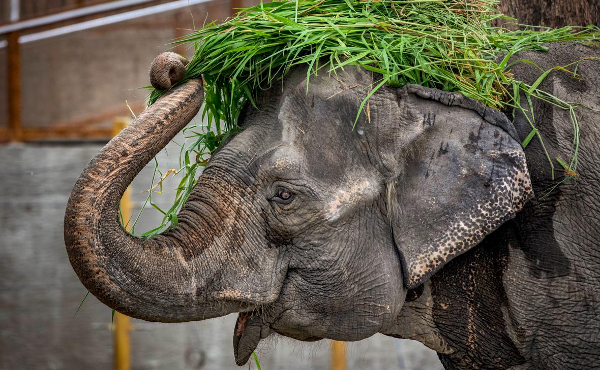 Фото: Ezra Acayan / Getty Images