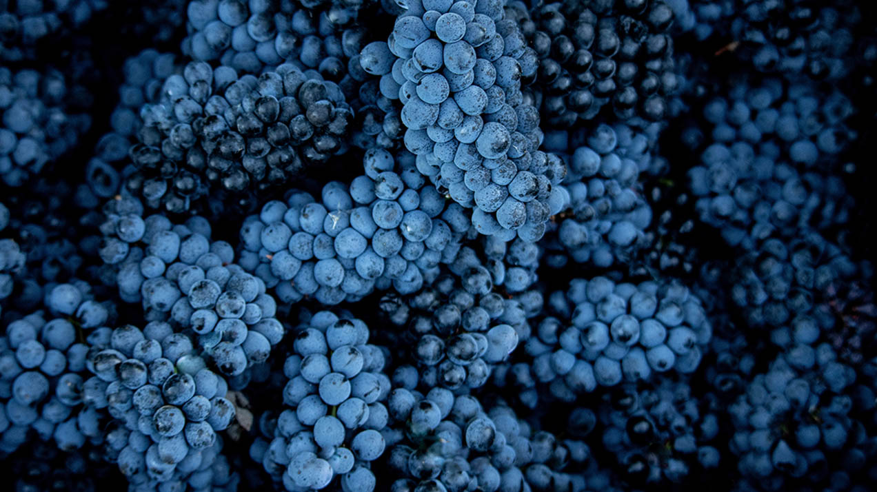 Вино недели: сердце льва и язык женщины