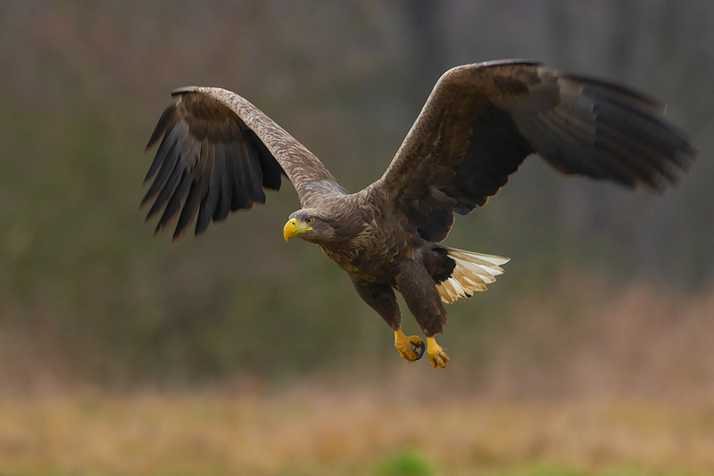 Фото: Красная книга России