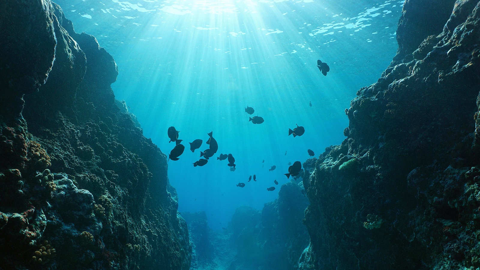 Подводный каньон в Атлантическом океане