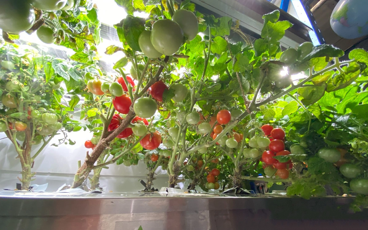 <p>Урожай томатов&nbsp;на антарктической станции &laquo;Восток&raquo;</p>