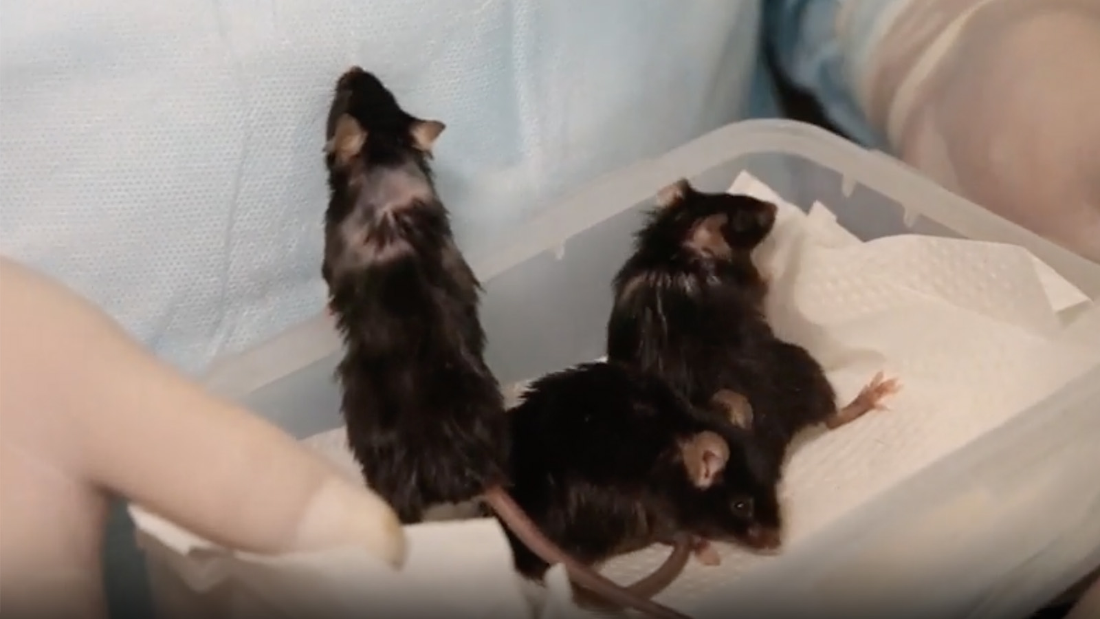 Мыши, которые месяц провели на орбите на борту биоспутника «Бион-М»