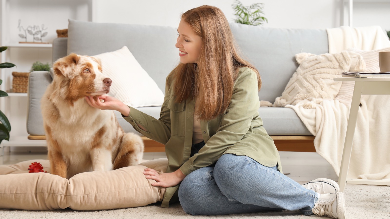 В ГД внесли законопроект о контроле над заводчиками домашних животных