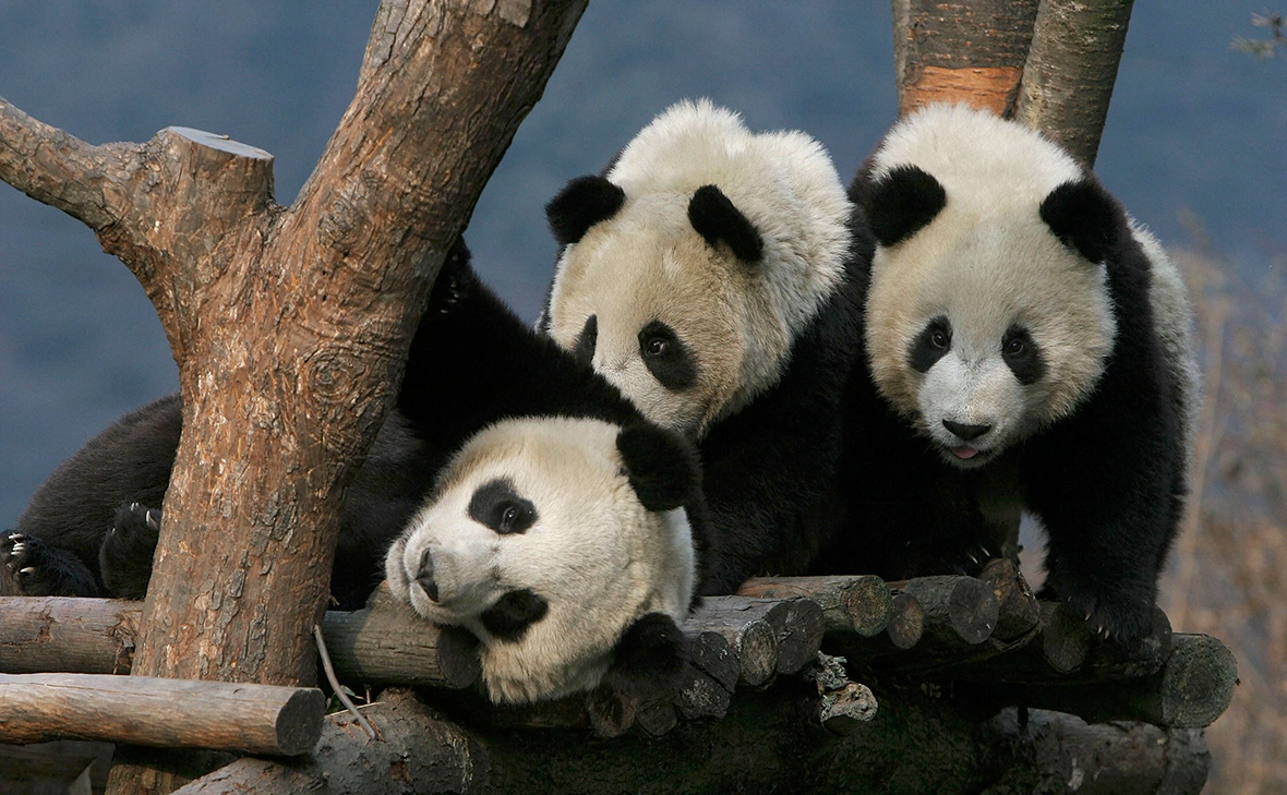 China Photos / Getty Images