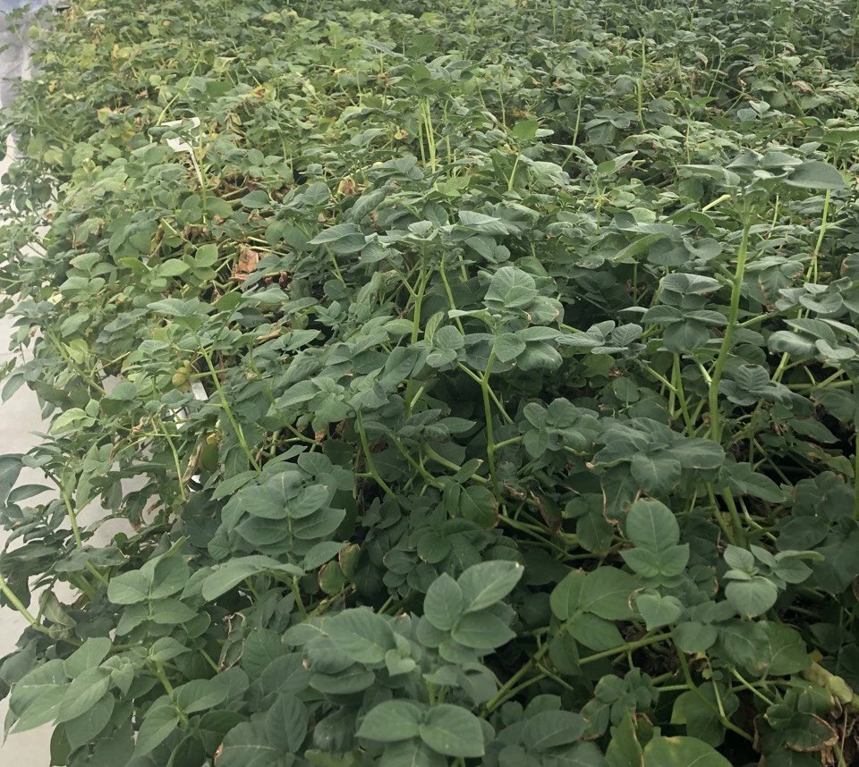 Марина Маркевич