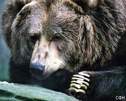 Грибник справился с медведем с помощью дзюдо