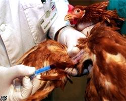 Диагноз "птичий грипп" подтвержден на птицефабриках в Крыму