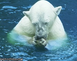 Белые медведи перебираются с ледников в Швецию 